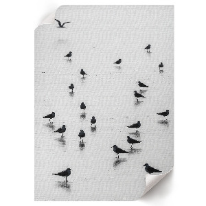 Art print Shorebirds