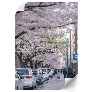 Decorative poster Cherry blossoms