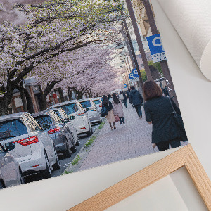 Decorative poster Cherry blossoms