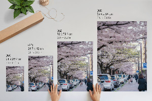 Decorative poster Cherry blossoms
