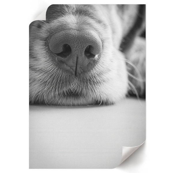 Art print Dog's face