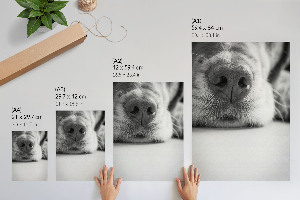 Art print Dog's face