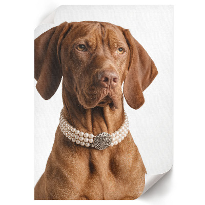 Poster Luxury dog
