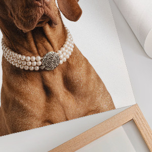 Poster Luxury dog