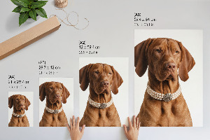 Poster Luxury dog