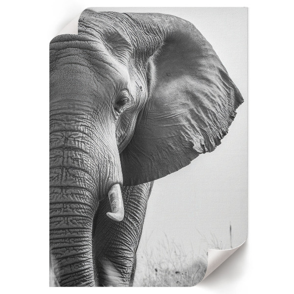 Decorative poster Elephant head