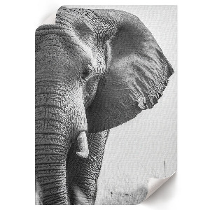 Decorative poster Elephant head