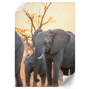 Wall art African elephants