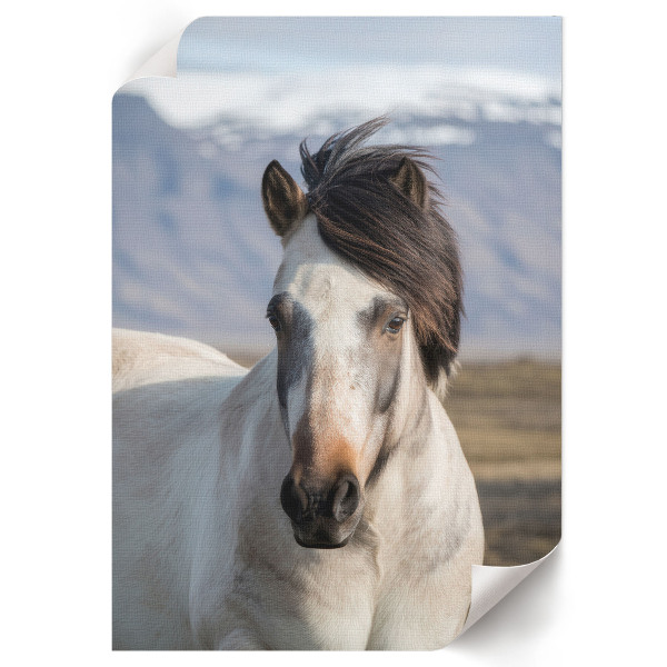 Decorative poster A horse with a mane