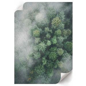 Wall art Forest fog