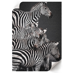 Poster Zebra safari