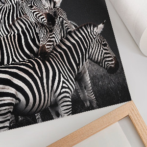 Poster Zebra safari