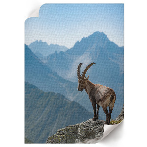 Poster Mountain nature