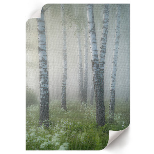 Wall print featuring a birch forest