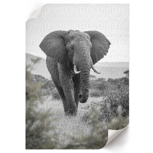 Wall print with an African elephant motif