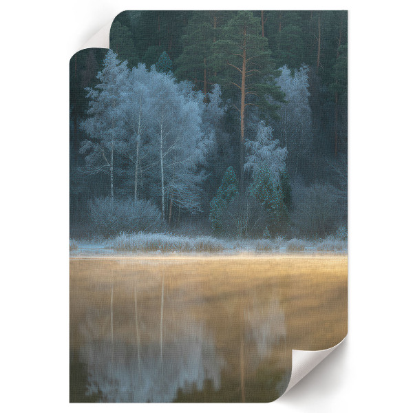 Wall print Forest silence