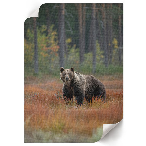 Poster of a bear in a forest
