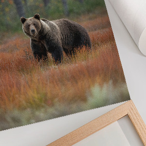 Poster of a bear in a forest