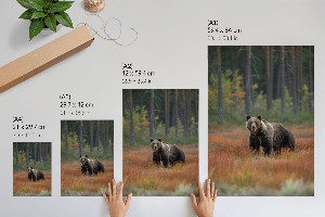 Poster of a bear in a forest