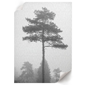 Wall art featuring fog and trees