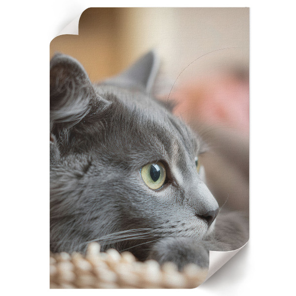 Decorative poster of a gray cat