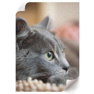 Decorative poster of a gray cat