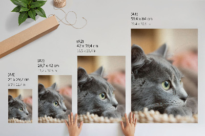 Decorative poster Gray cat
