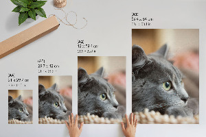 Decorative poster of a gray cat
