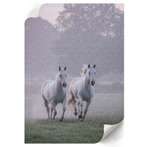 Wall art featuring galloping horses