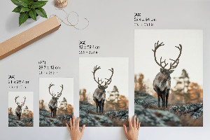Wall art featuring a deer in a natural setting