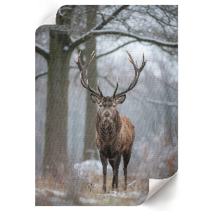 Art print Winter deer