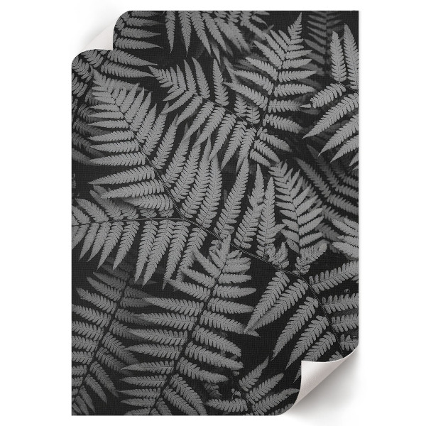 Wall print Black and white ferns