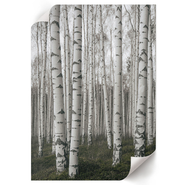 Decorative poster Birches and peace