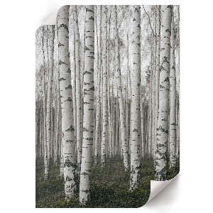Decorative poster Birches and peace