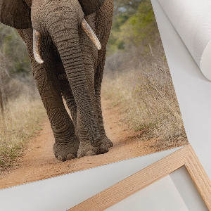 Wall art The Elephant and the Majesty