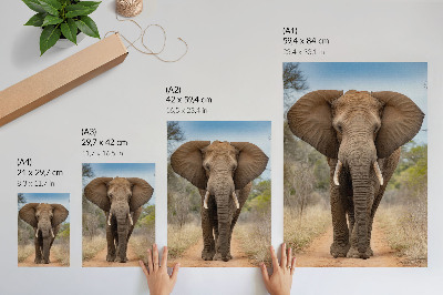 Wall art The Elephant and the Majesty
