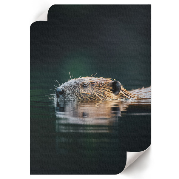 Art print Beaver in the water