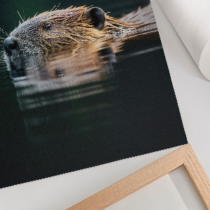 Art print Beaver in the water