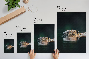 Art print Beaver in the water