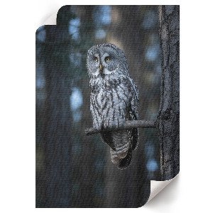 Wall art Owl at night