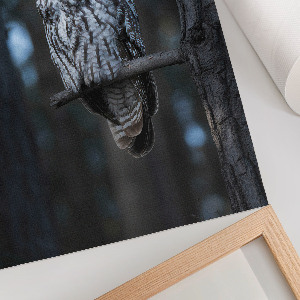 Wall art Owl at night