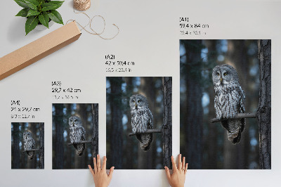 Wall art Owl at night