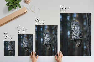 Wall art Owl at night