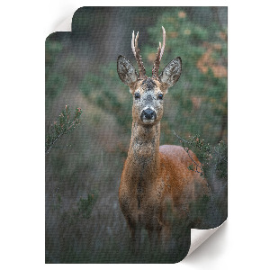 Decorative poster Deer in the forest
