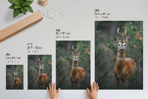 Decorative poster Deer in the forest