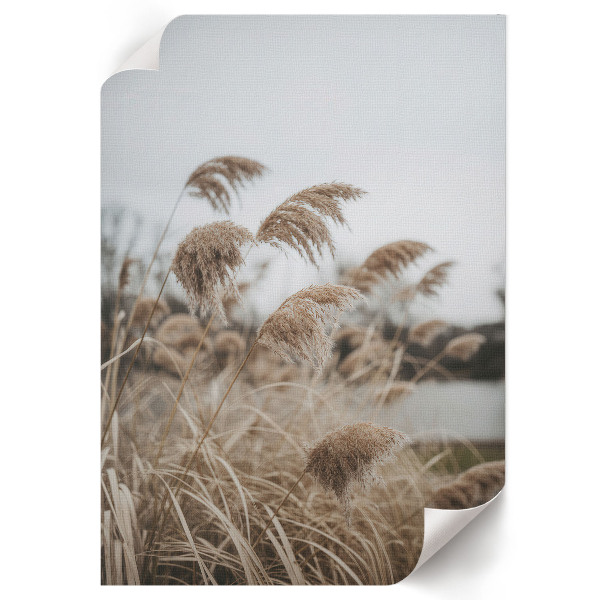 Decorative poster Peaceful grasses