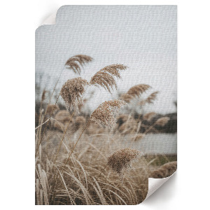 Decorative poster Peaceful grasses