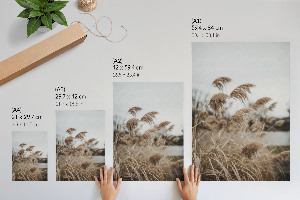 Decorative poster Peaceful grasses