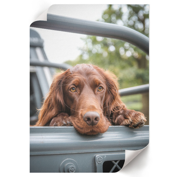 Decorative poster Dog in the car