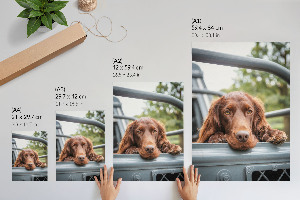 Decorative poster Dog in the car